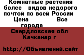 Комнатные растения более200видов недорого почтой по всей России › Цена ­ 100-500 - Все города  »    . Свердловская обл.,Качканар г.